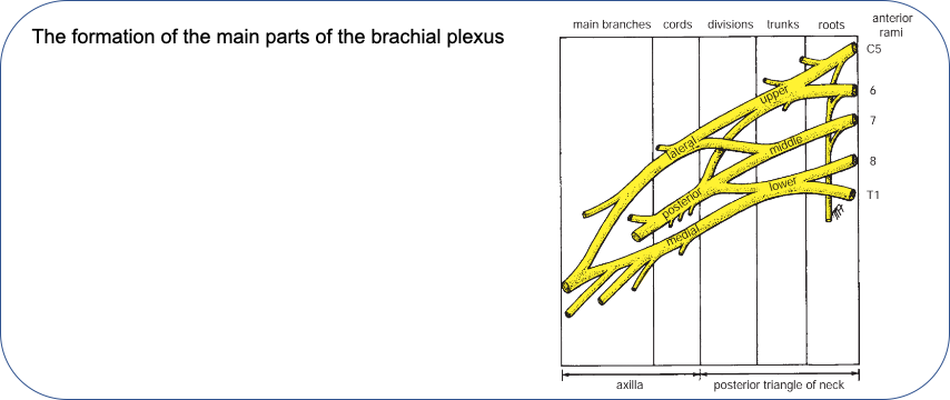 Brachial Plexus Birth Palsy