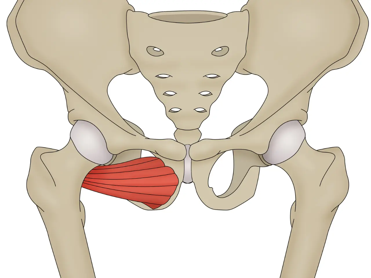 what-is-recovery-time-for-pelvic-stress-fracture-pinnacle-ortho