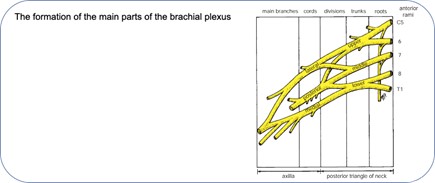 Main parts of Brachial Plexus Birth Palsy