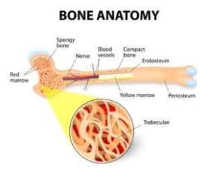 Bone Anatomy