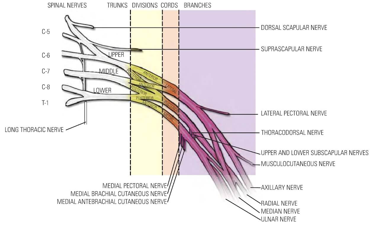 Anatomy of the Brachial Plexus